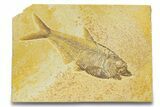 Detailed Fossil Fish (Diplomystus) - Wyoming #289943-1